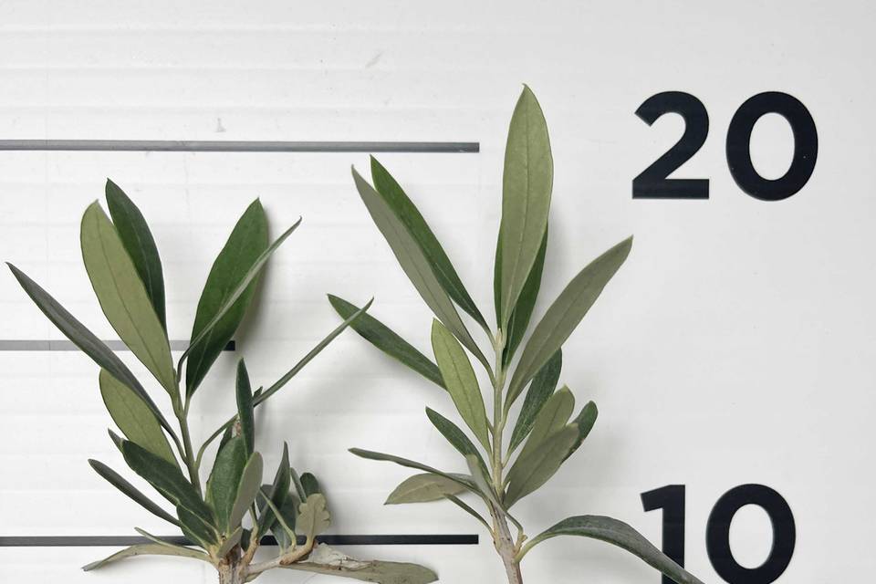 Mini-oliveiras