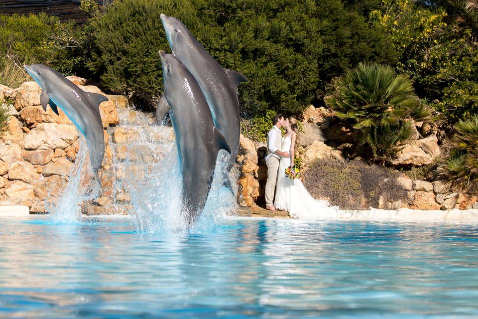 Casar com os golfinhos