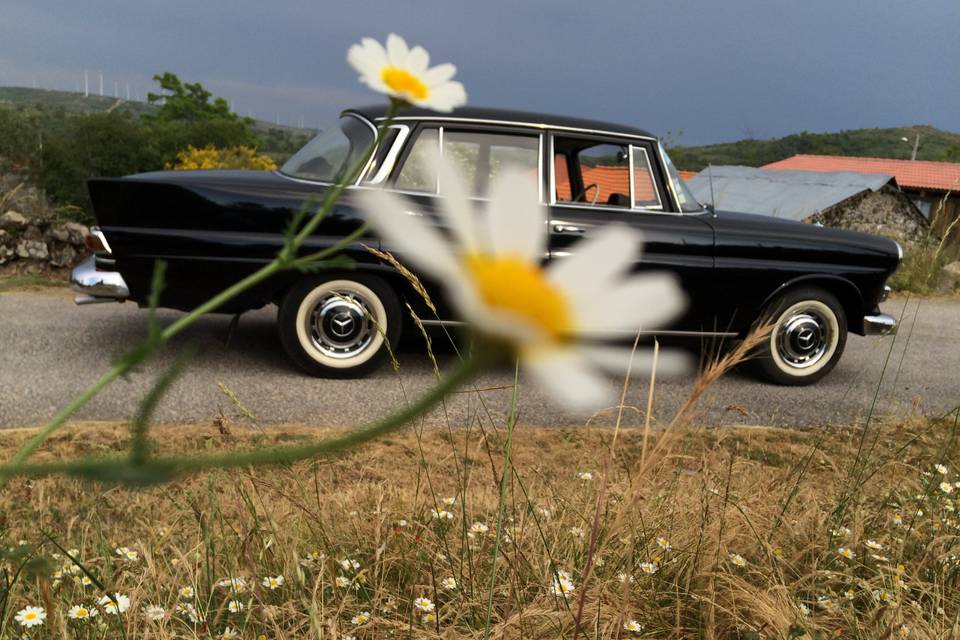 Daisy Pão de forma