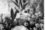 Rosas