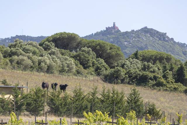 Quinta da Bufala