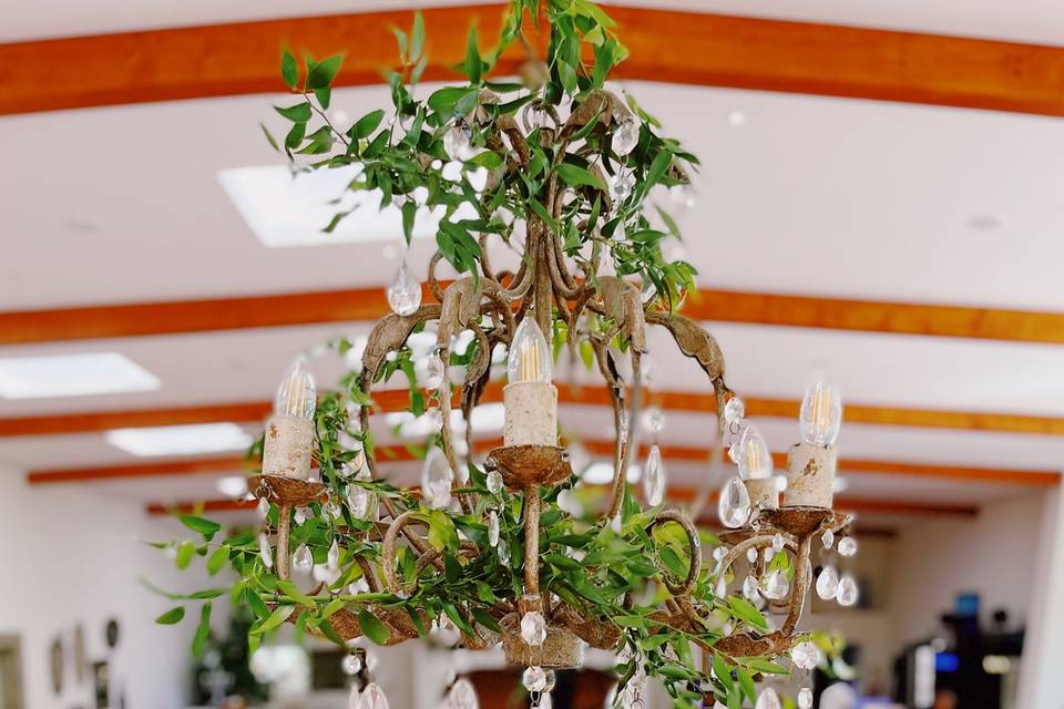 Hanging Plants