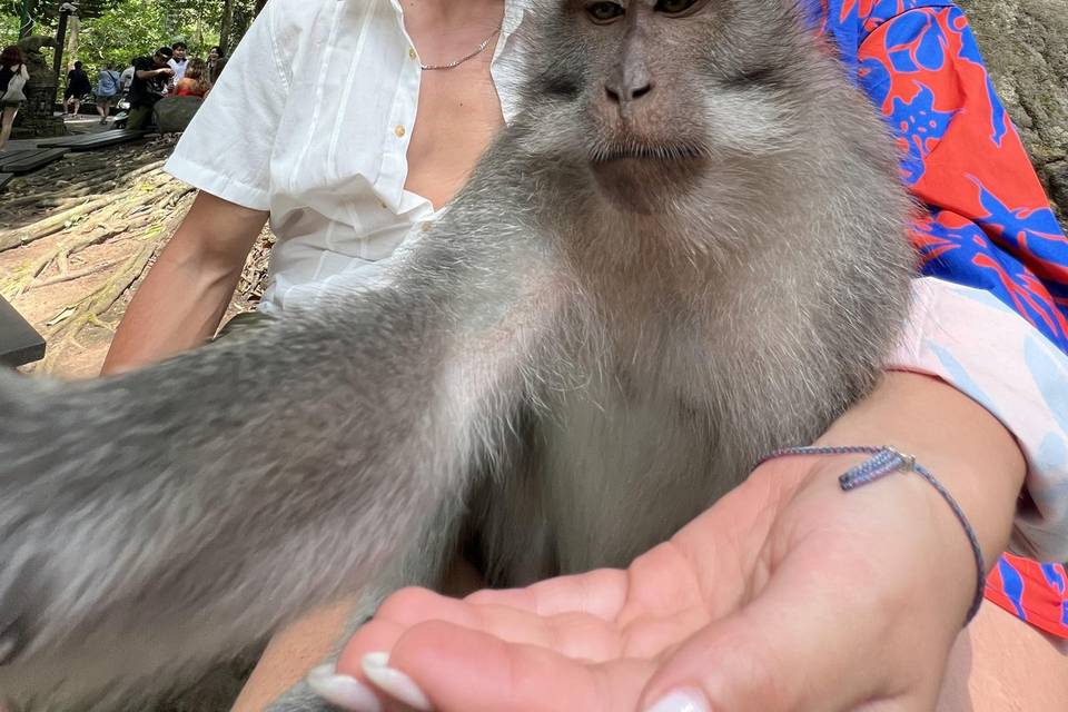 Monkey Forest (Ubud)