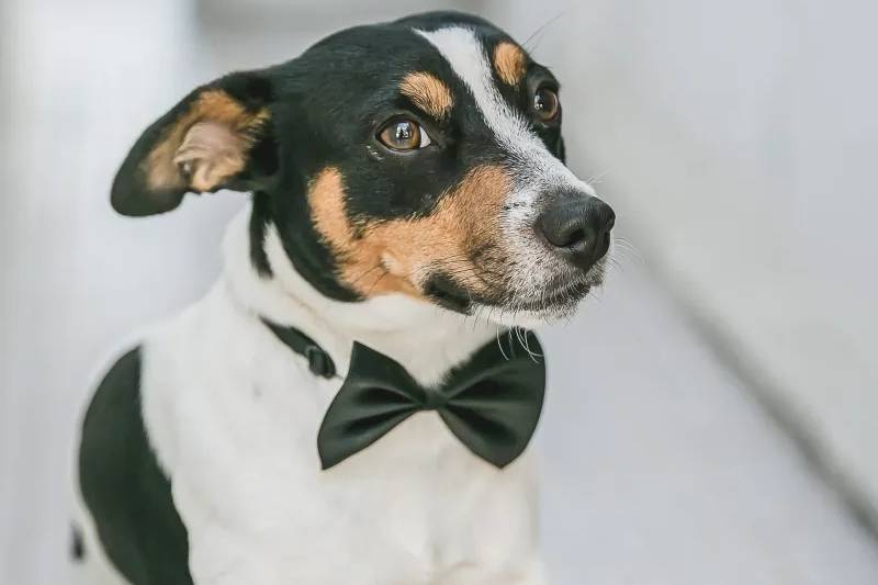 Menino das Alianças