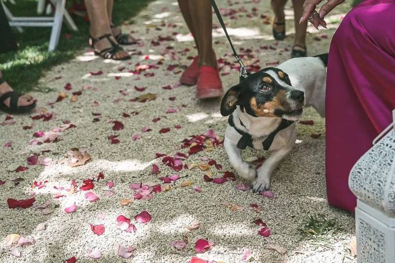 Meninos das Alianças
