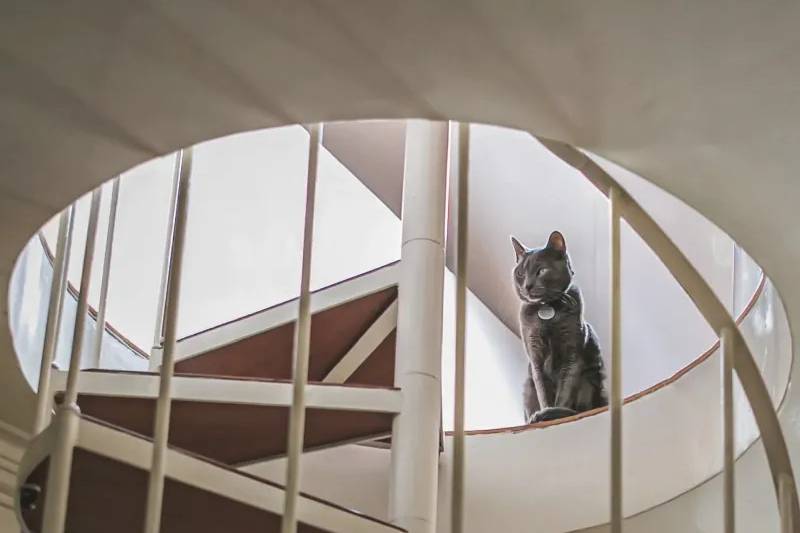Gato nas escadas