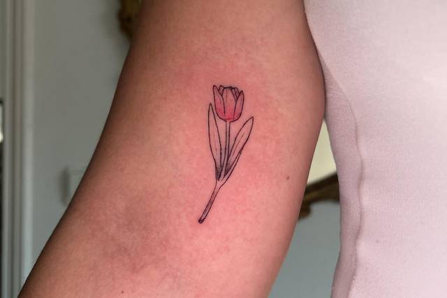 Tulipa
