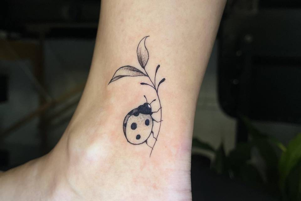 Ladybug