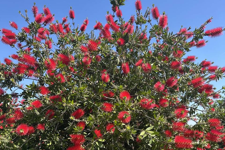 Flores