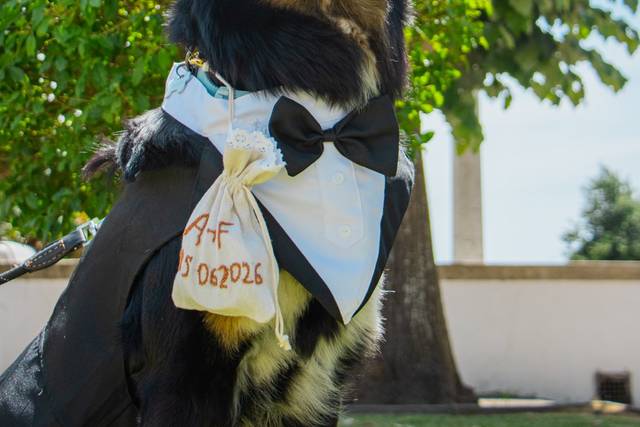 CreativePets Events