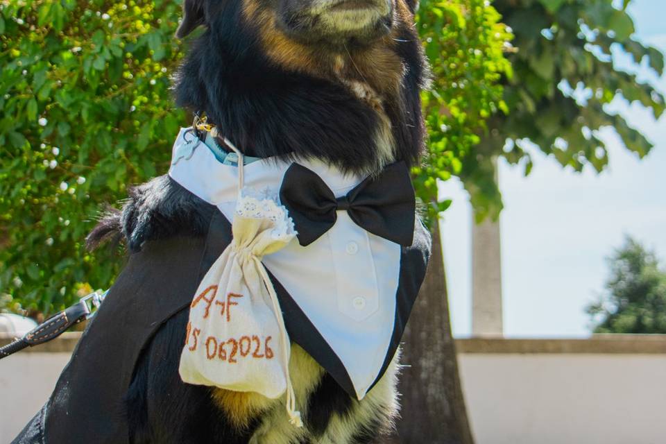 CreativePets Events
