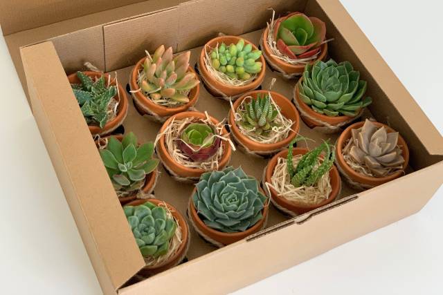 Embalagem mini suculentas