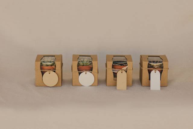 Mini suculentas com caixa