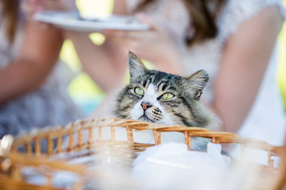 Gato a participar no casamento