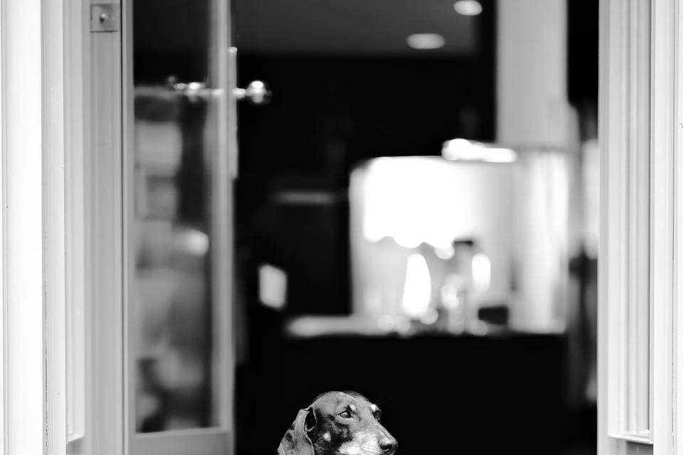 Dachshund cerimónia