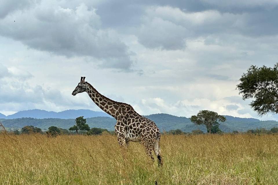 Mikumi National Park