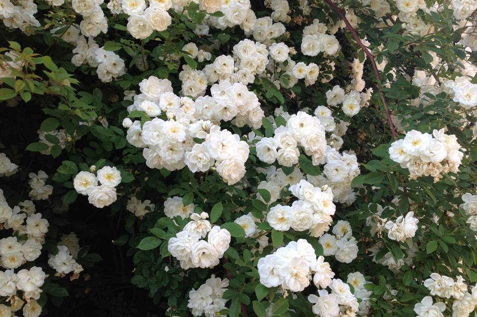 Rosas em flor
