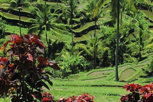 Ubud, Bali