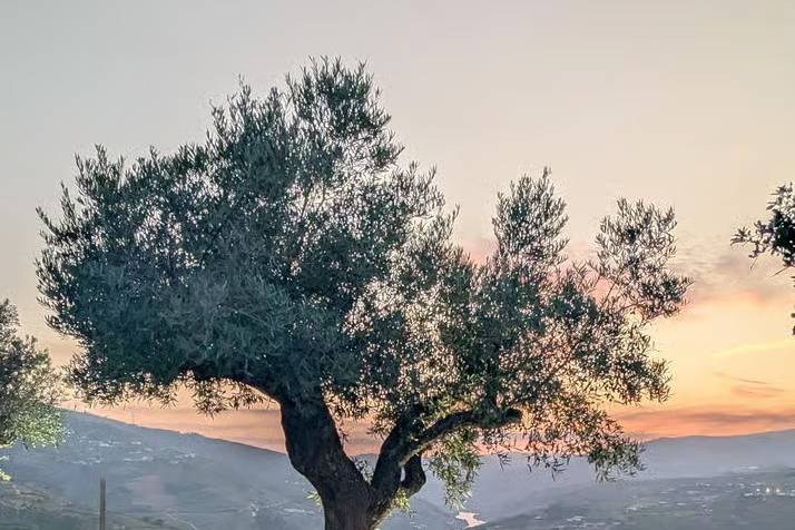 Quinta da Bela